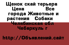 Щенок скай терьера › Цена ­ 20 000 - Все города Животные и растения » Собаки   . Челябинская обл.,Чебаркуль г.